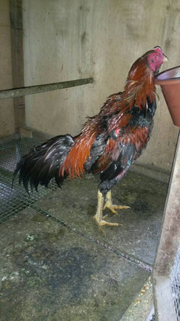 Ayam Sabung: Ayam Jantan Untuk Dijual