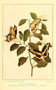 Beautiful Victorian Butterflies More Free Clip art for Artists and Crafters (butterfliesworth weed )