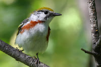 Chestnut-sided warbler, female – Réserve naturelle des Marais du Nord, QC – photo by Céphas