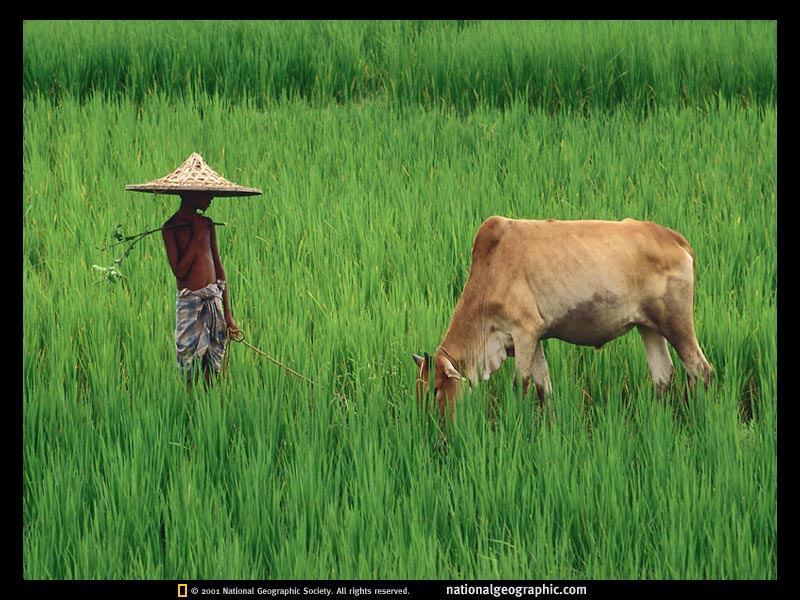 Our Bangladesh: Animals of Bangladesh