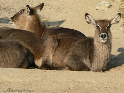 waterbuck kobusellipsiprymnus Picture