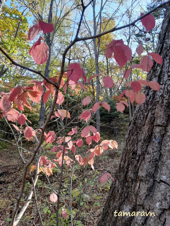 Бересклет малоцветковый (Euonymus pauciflorus)