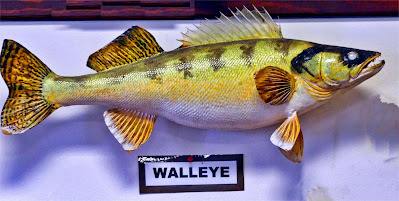 Walleye