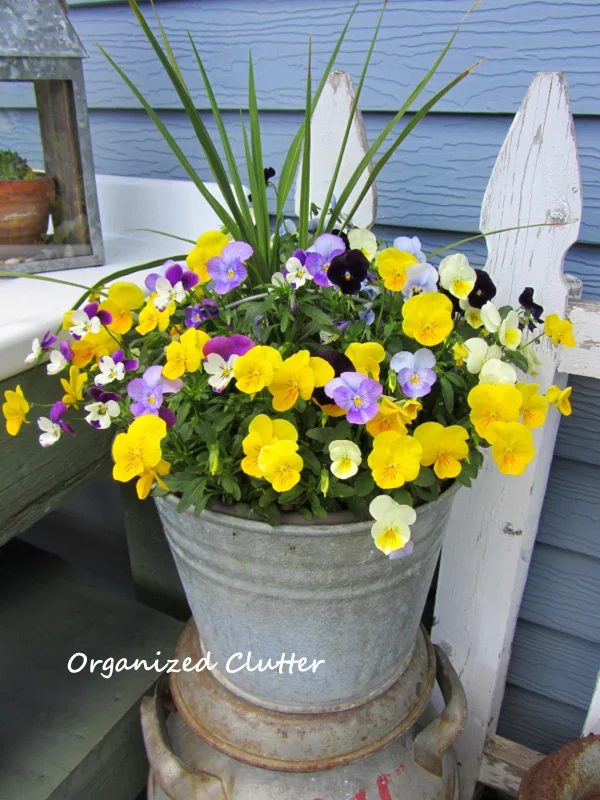 Galvanized Bucket with Violas www.organizedclutterqueen.blogspot.com