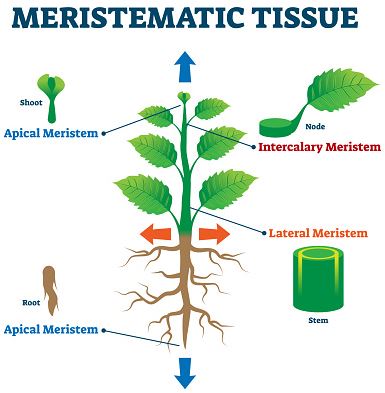 menjelajahi lebih dalam tentang fungsi jaringan meristem pada tumbuhan.