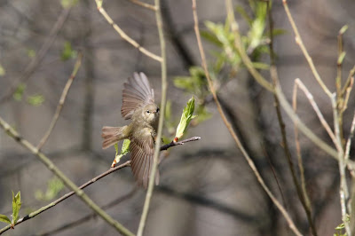 Wylgekarrekyt - Bosrietzanger - Acrocephalus palustris