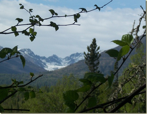 trees with mopuntain in background