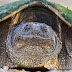 Snapping Turtle stare down!