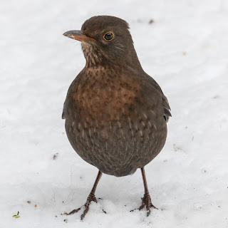 DFBridgeman Blackbird