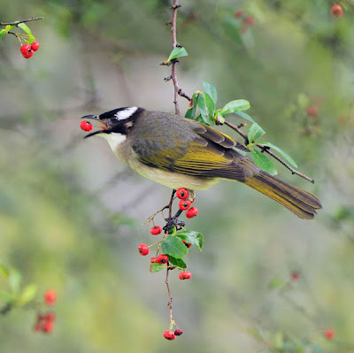 Pajarillos comiendo by John&Fish (10 fotos de aves)