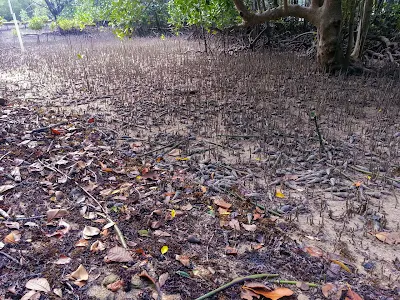 Mangrovenwald auf Curieuse bei Ebbe