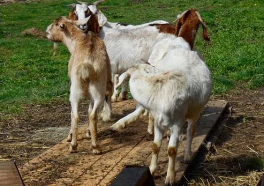 http://www.krem.com/story/life/pets/2015/03/27/goat-herd-chase-seattle/70567300/