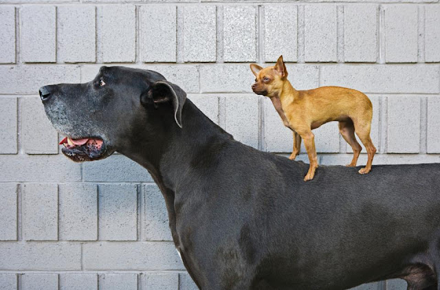 The giant dane puppy and chihuahua puppy