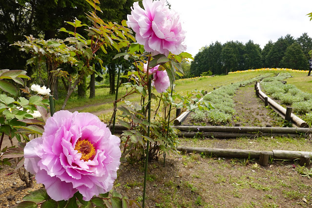 鳥取県西伯郡南部町鶴田 とっとり花回廊 花の丘 ボタン