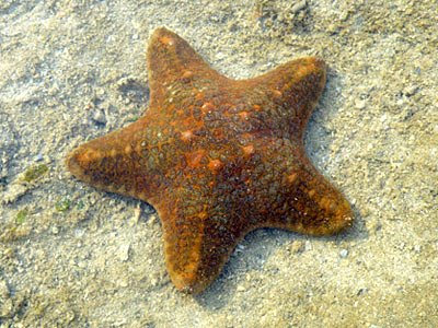 starfish