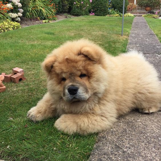 Chow Chow