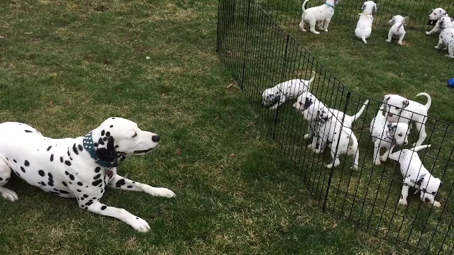Dalmatian dad jumps into puppy pen to bond with his kids - WATCH CUTE VIDEO