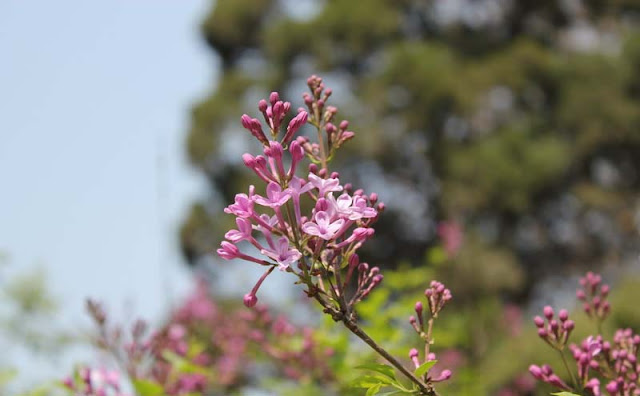 Lilac Flowers Pictures