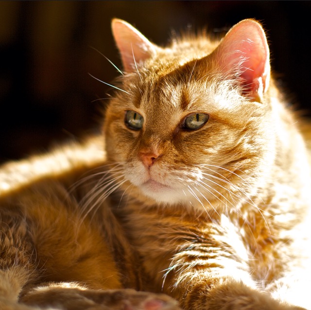 Close up of orange tabby cat in sunlight