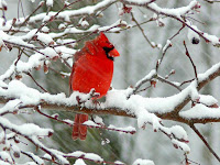 Cardinals The Bird Information