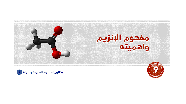 مفهوم الإنزيم وأهميته