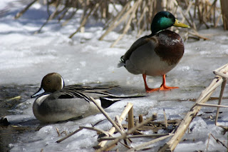 Comparaison Canard Pilet vs Canard Colvert