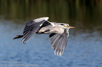 Grey Heron - Birds In Flight Photography: Canon EOS 7D Mark II Gallery Copyright Vernon Chalmers