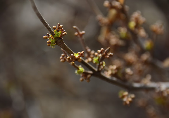 shepherdia canadensis, buffalo berry, spring flowers, boreal forest, Walpurgis Night, Beltane, May Day