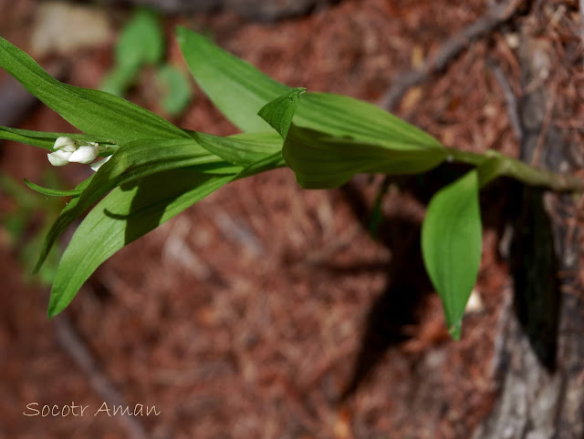 Cephalanthera longibracteata