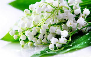 Lily Of the Valley