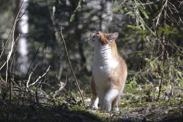 pusekatt kattepus pus katt