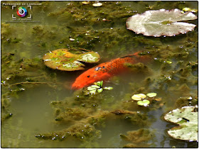 GELAUCOURT (54) - Jardin d'eau de l'Aubepré