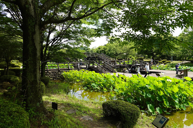 鳥取県米子市淀江町福岡　伯耆古代の丘公園　古代ハスの園