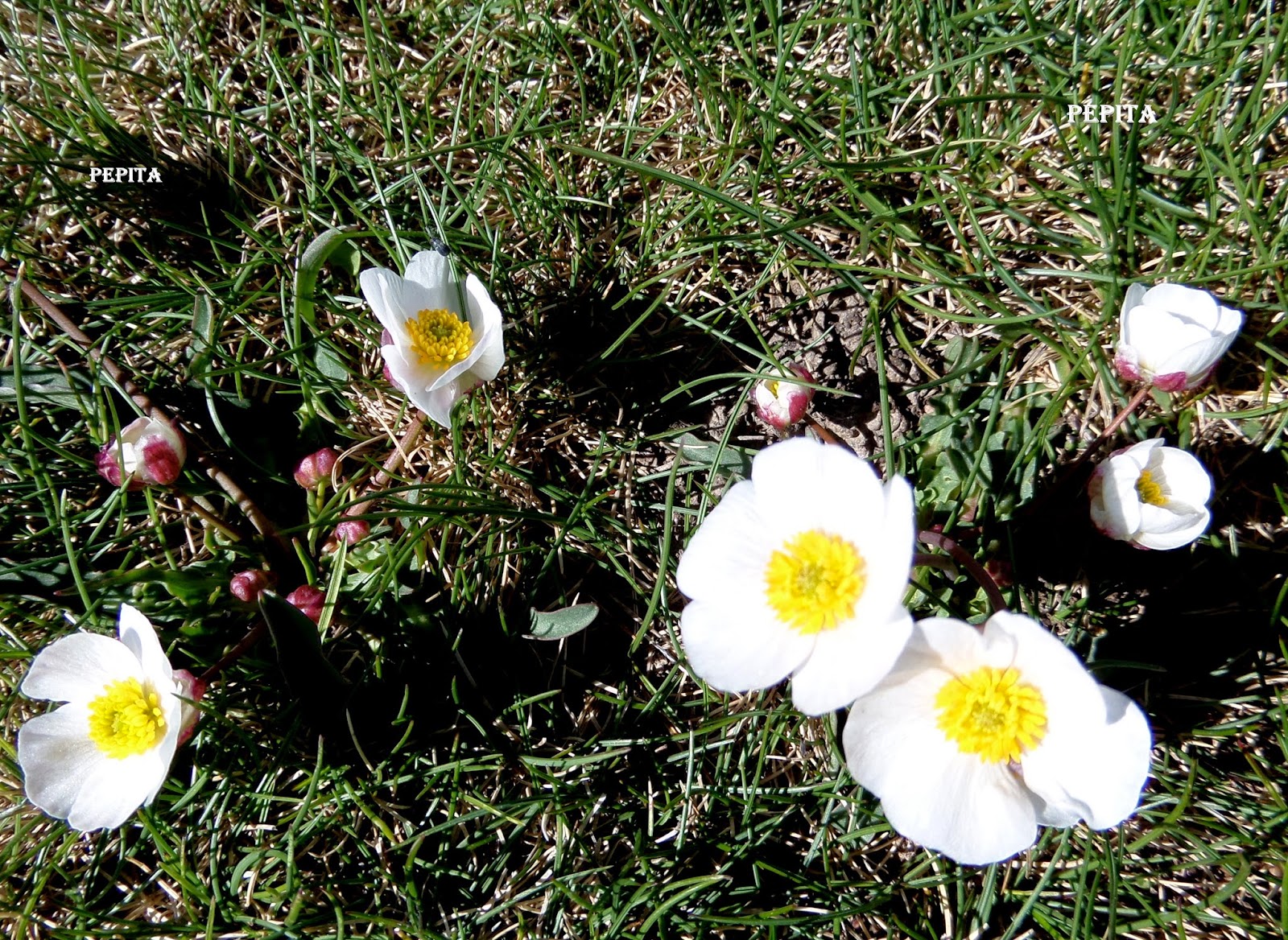 Foto flores Ranillo de las Nieves . Sierra Nevada