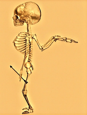 Cupid's Bones (Cupid's Skeleton)