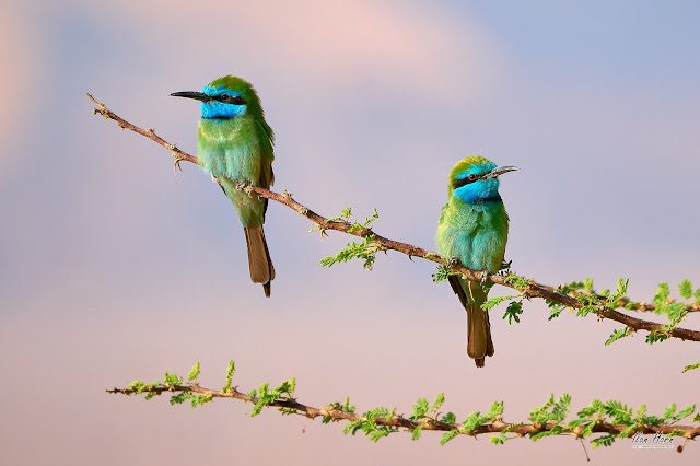 Two Green Bee-Eaters