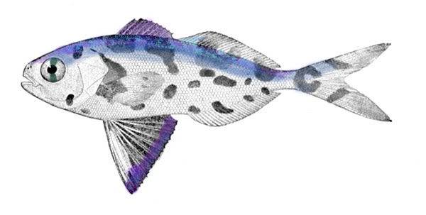 Art progress and Neat animal of the day: Man o' war fish