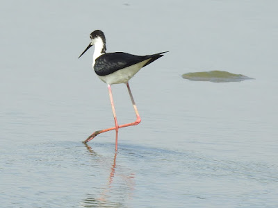 高蹺鴴雄鳥