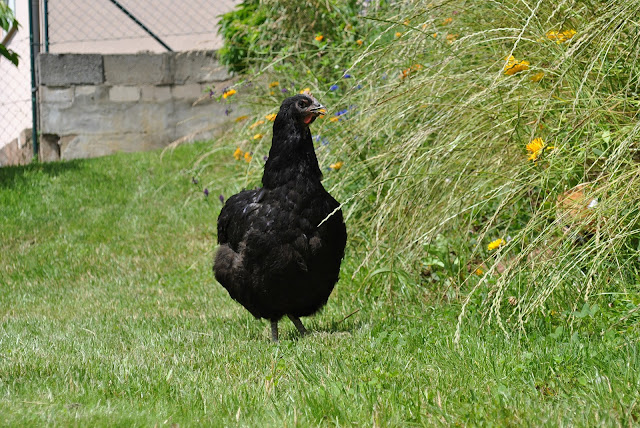 Consider adding some chicken breeds made in America to your flock. These breeds are the backbone of a hardy, productive flock.