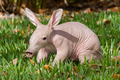 aardvarks images gallery 