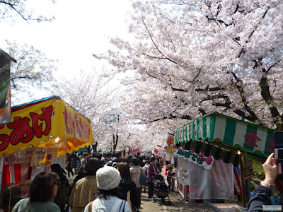 河川敷の桜