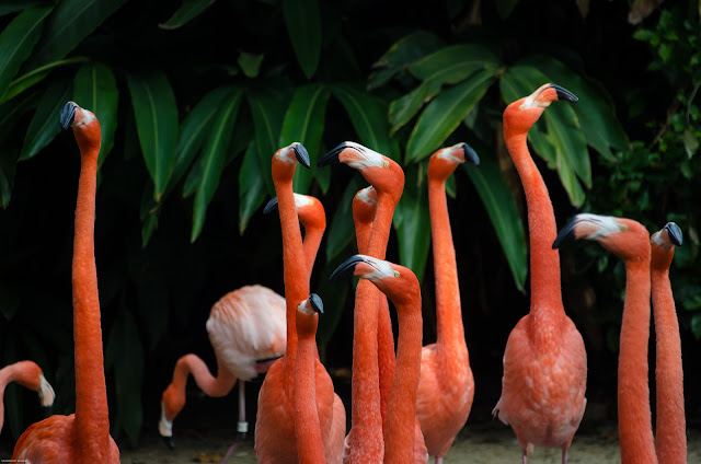 Flamingo with long neck
