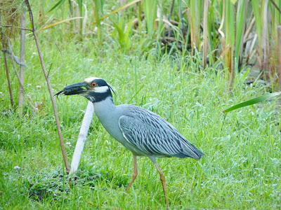 yellow-crowned night heron eating crawdad