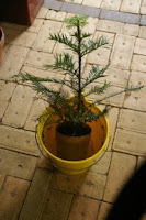 soaking pot plants in a bucket is a great way to ensure they are deeply watered