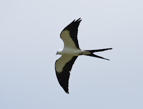 Swallow-tailed Kite - Stormwater Treatment Area 5/6, Florida