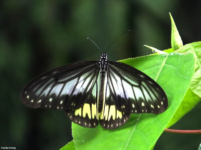 Blanchard's Wood Nymph butterfly (Ideopsis vitrea)