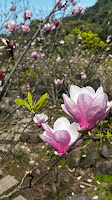 淡水楓樹湖「巨石花園」賞木蓮花 (辛夷花、木蘭花 ) II 桃花源 百年古厝「石頭屋」秘境賞櫻
