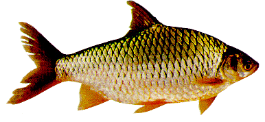 seputar dunia perikanan: gambar ikan lampang jawa, lalang ...