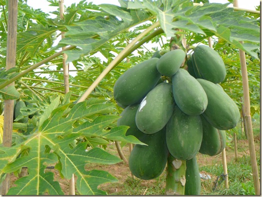 papaya