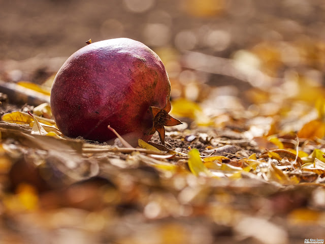 Fallen Pomegranate